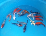 Pond Selection Packs Pond Selection Packs